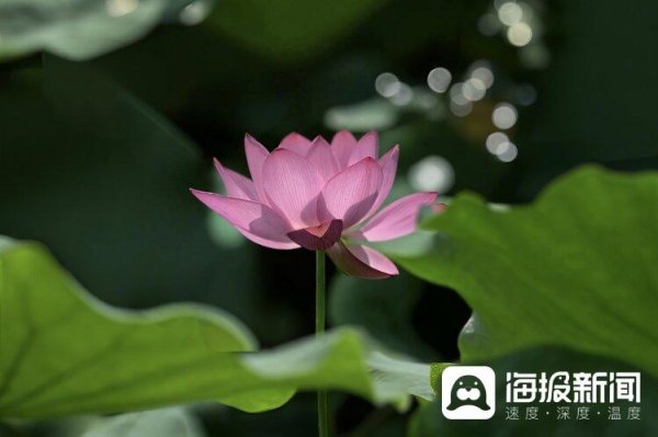 富牛网 东湖公园精彩荷花 - 海报新闻